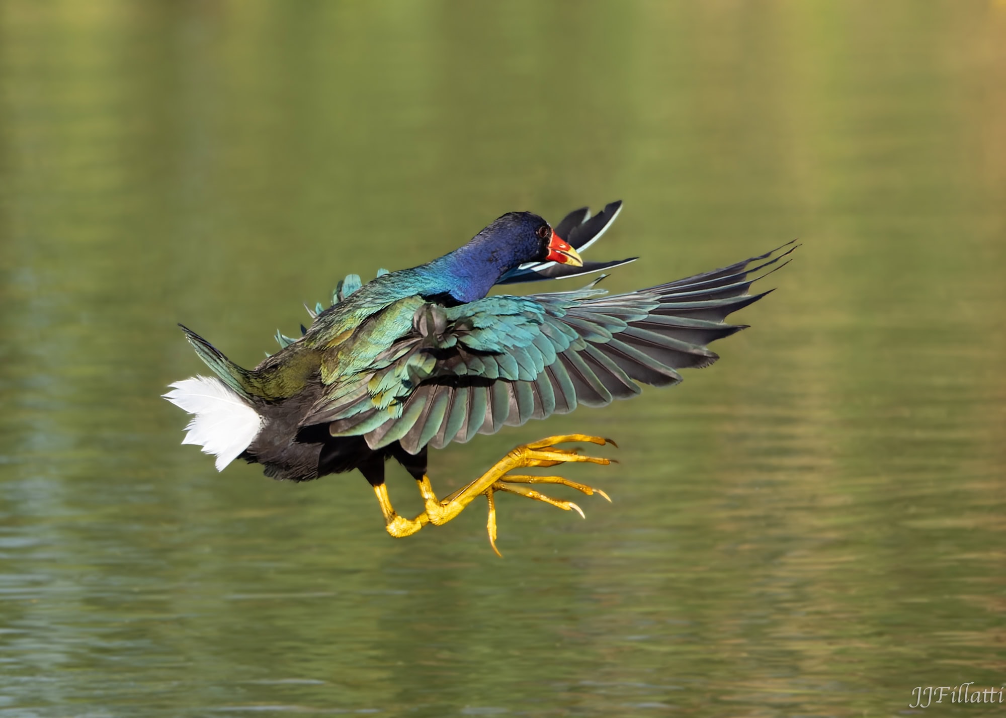 bird of florida image 7